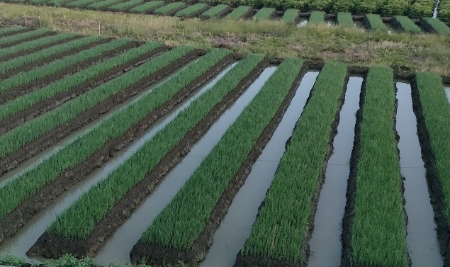 Hamparan lahan tanaman bawang merah di Kabupaten Brebes /Arah Pantura