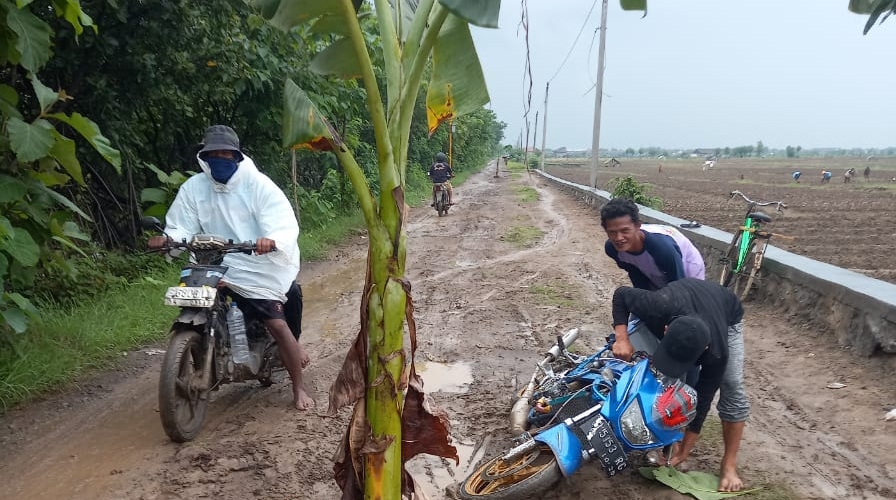 Warga Desa Kecipir, Kecamatan Losari Kabupaten Brebes menanam pohon pisang di tengah jalan yang rusak. / Ist