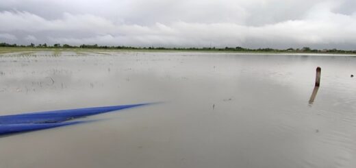 lahan tanaman bawang merah terendam banjir. /Arah Pantura.